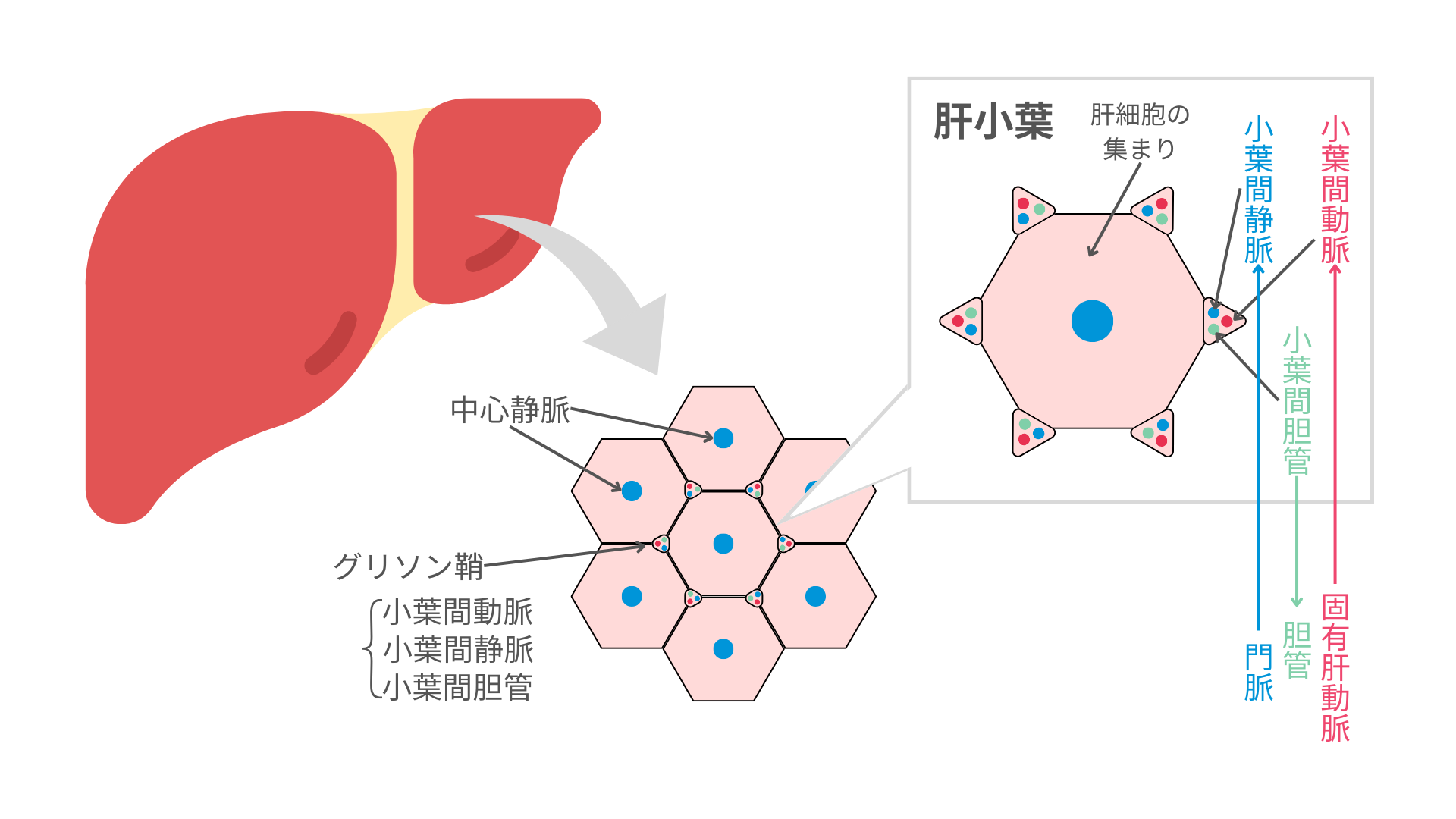 肝臓と胆汁の関係:消化器系の基礎知識 | リトライナース
