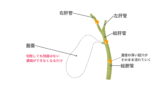 肝臓と胆汁の関係:消化器系の基礎知識 | リトライナース