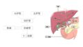 肝臓と胆汁の関係:消化器系の基礎知識 | リトライナース
