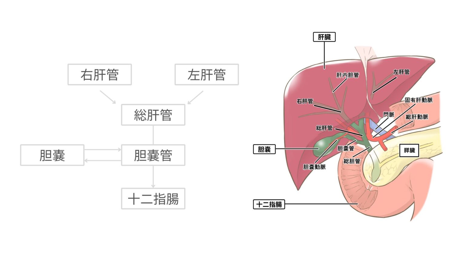肝臓と胆汁の関係：消化器系の基礎知識 | リトライナース