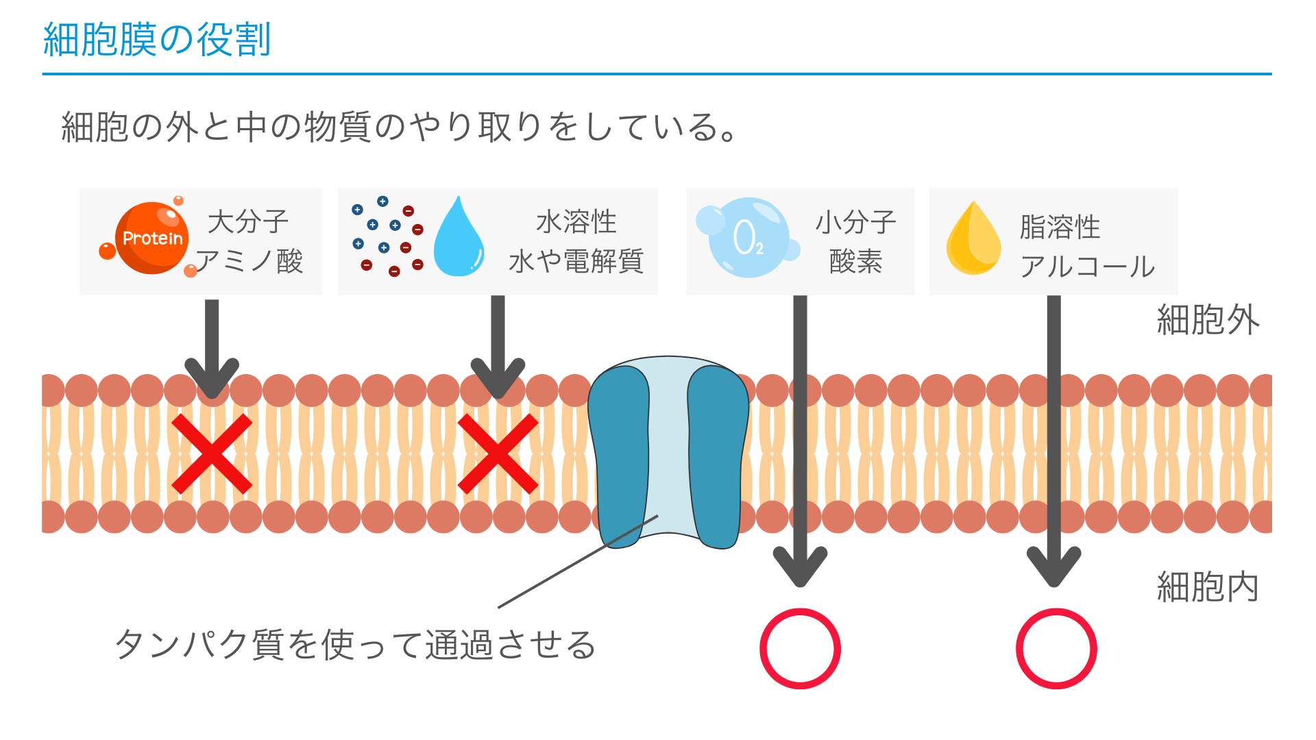 【看護学生向け】細胞膜とは?リン脂質とタンパク質の役割を徹底解説! | リトライナース