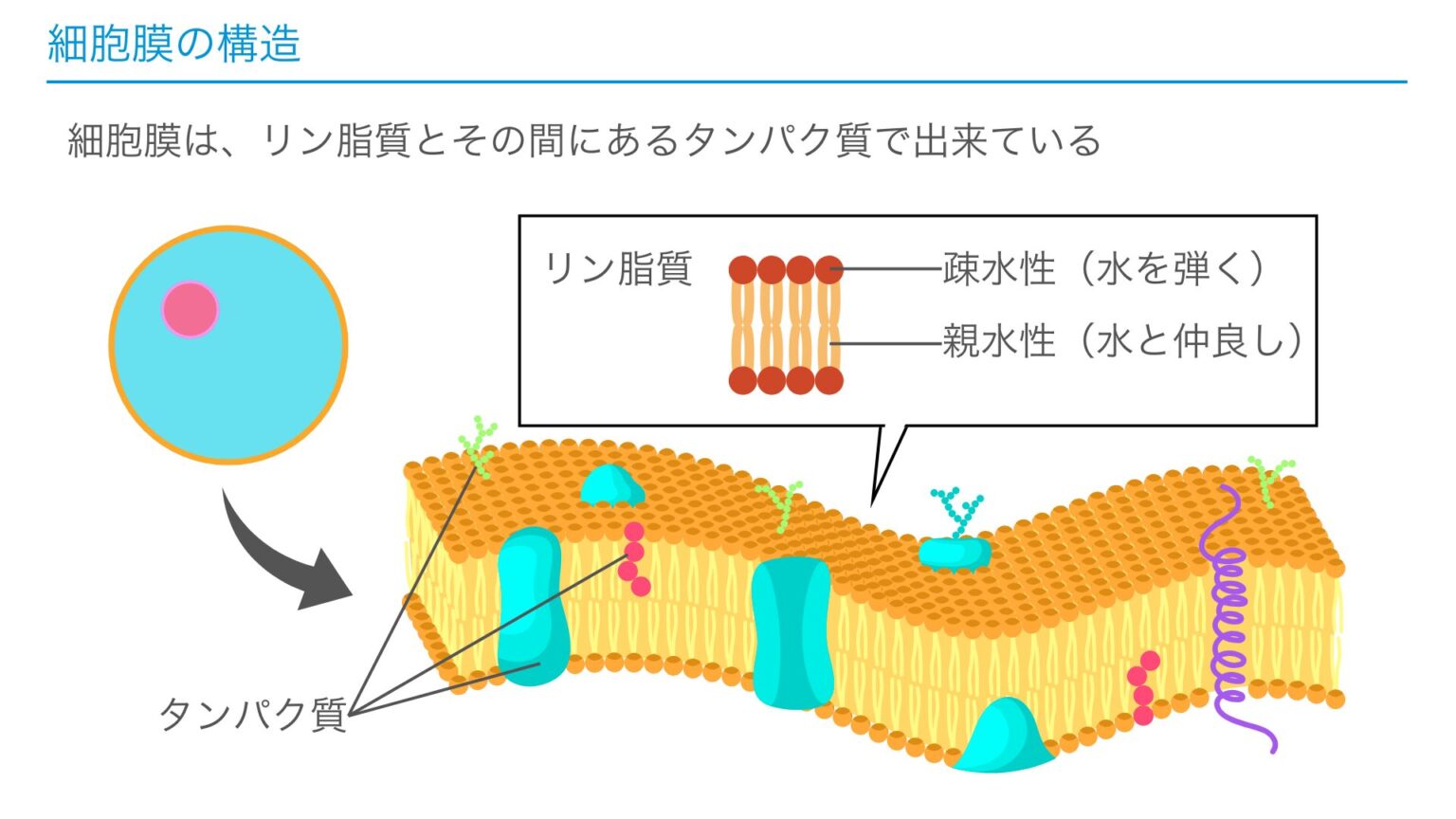 【看護学生向け】細胞膜とは?リン脂質とタンパク質の役割を徹底解説! | リトライナース